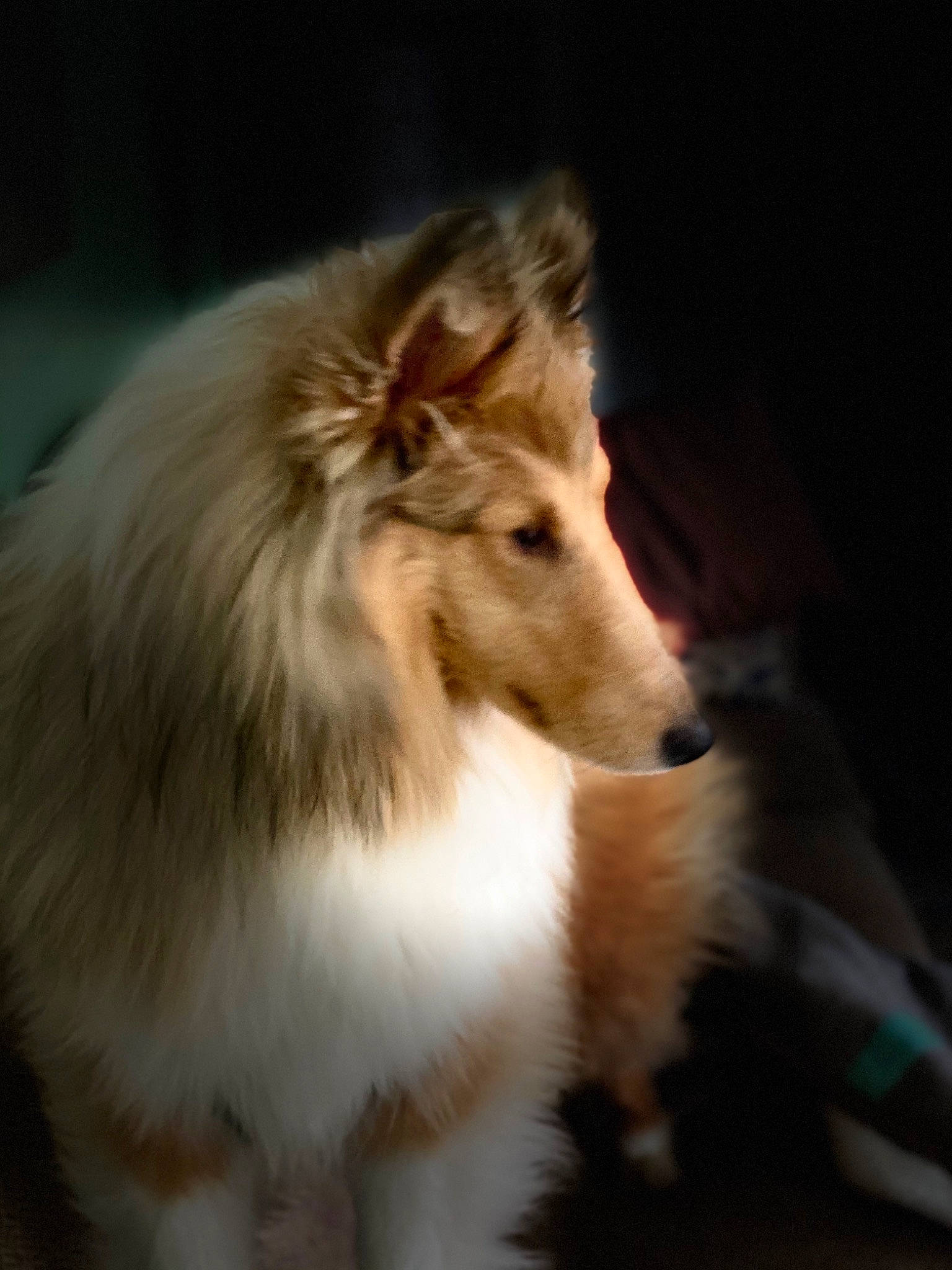 Kennedy is registered to the contest to win money with this photo: canidae, carnivore, collie, companion_dog, dog, dog_breed, event, fur, rough_collie, snout, sporting_group, terrestrial_animal, whiskers, wildlife, working_dog