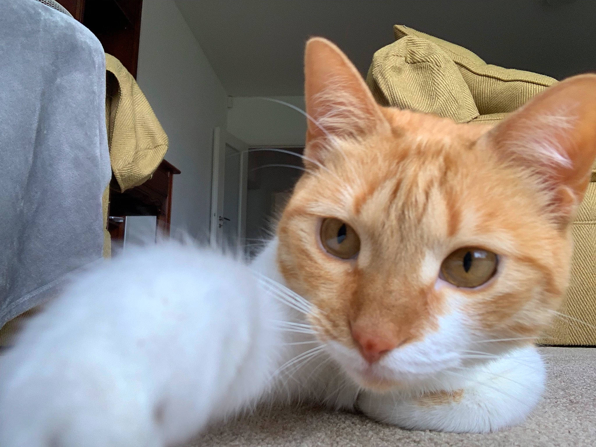 Chispi is registered to the contest to win money with this photo: carnivore, cat, cat_furniture, cat_supply, claw, comfort, domestic_short_haired_cat, fawn, felidae, fur, paw, pet_supply, small_to_medium_sized_cats, snout, tail, whiskers, window