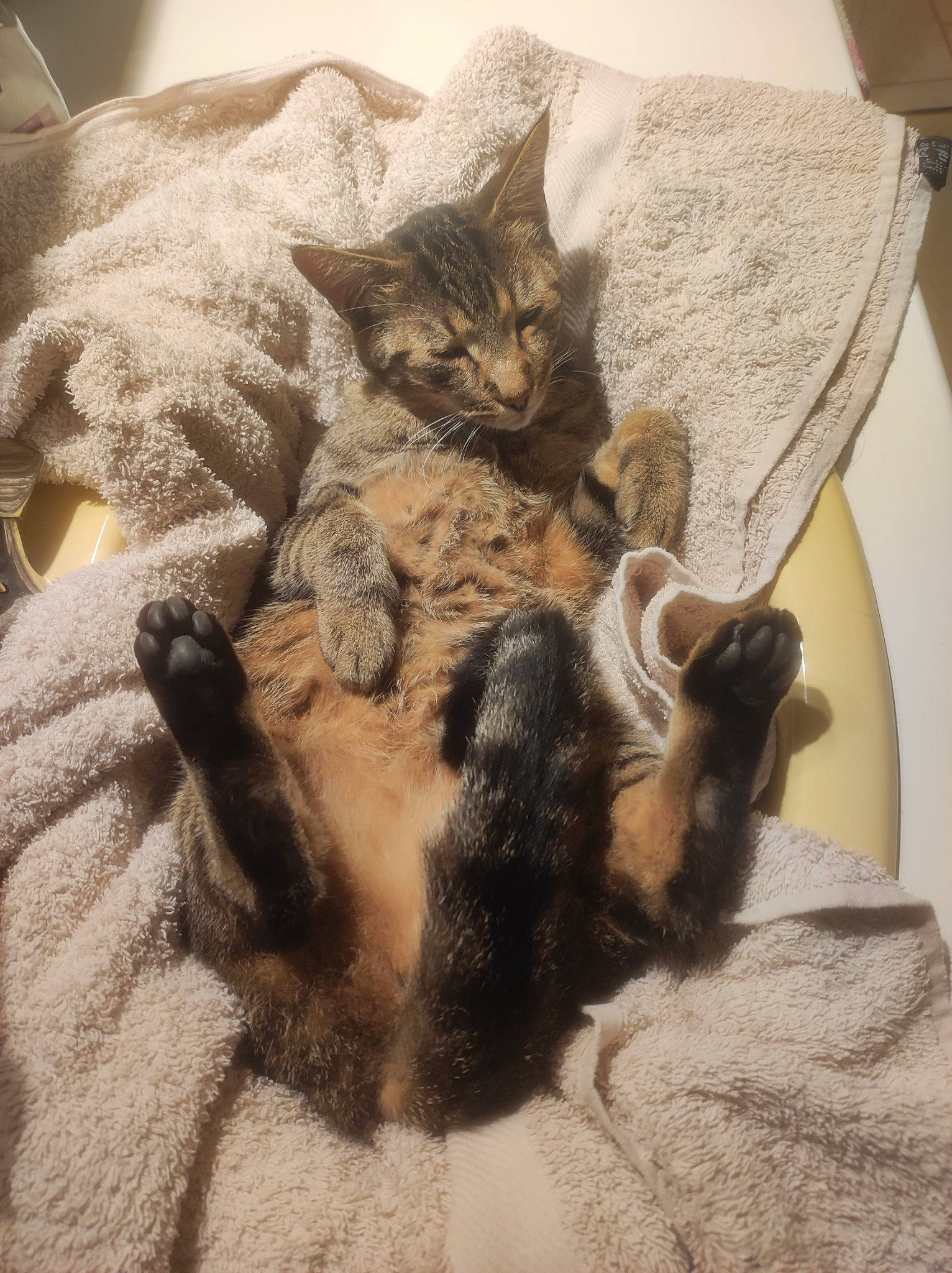 Bébé a rejoint le concours — aidez-le/la à gagner de superbes lots ! bed, carnivore, cat, chair, claw, comfort, couch, domestic_short_haired_cat, fawn, felidae, grey, leg, linens, paw, small_to_medium_sized_cats, snout, tail, vertebrate, whiskers, wood