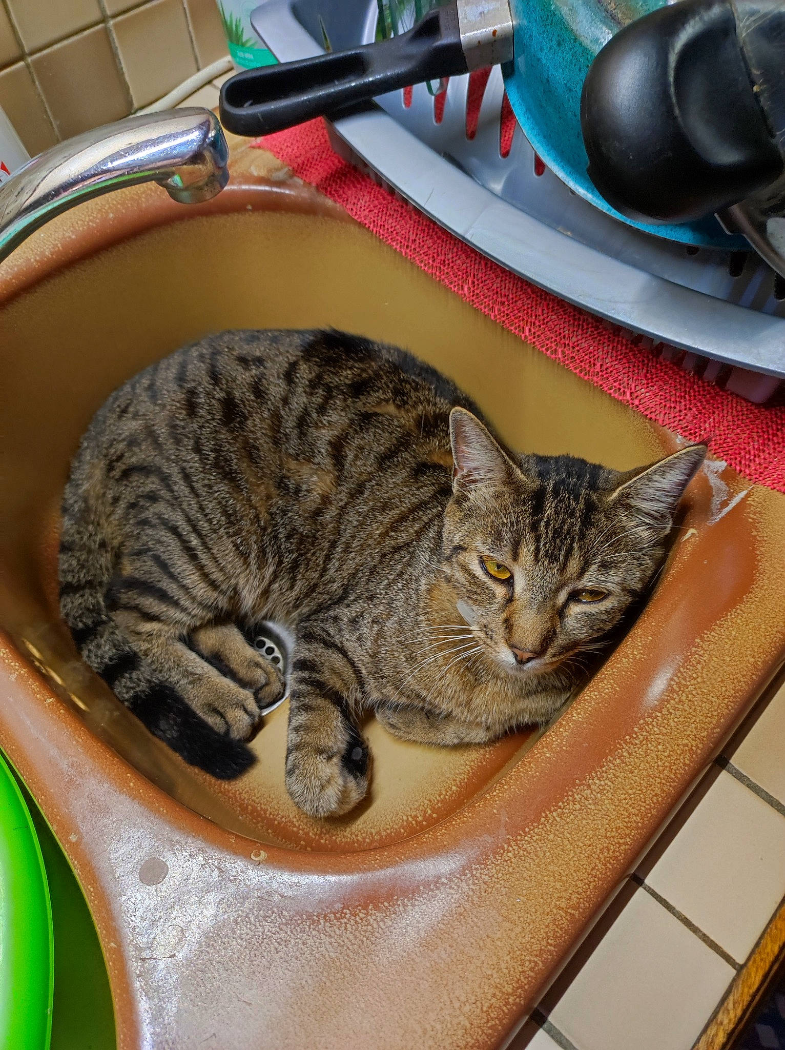 Bébé participe au concours pour gagner de l'argent avec cette photo : audio_equipment, carnivore, cat, cat_supply, comfort, domestic_short_haired_cat, felidae, fur, home_appliance, input_device, kitchen_appliance, kitchen_utensil, mouse, peripheral, serveware, small_to_medium_sized_cats, snout, tableware, tail, whiskers