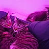 Astro is registered to the contest to win money with this photo: bed, cat, closeup, cozy, cuddling, cushion, domestic_animal, feline, fur, group, indoor, nap, pet, pillow, purple_light, relaxing, sleeping, tabby_cat, three_cats, whiskers