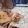 cat, tabby_cat, lying_down, curious, paw, bedspread, quilt, floral_pattern, indoor, pet, animal, feline, relaxed, resting, curtain, home, cozy, two_cats, furry, domestic_animal