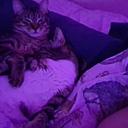 Astro joined the competition — help win amazing prizes! bed, blanket, cat, cats, cozy, cuddling, feline, fur, indoor, low_light, nighttime, paws, pet, pillow, purple_lighting, resting, sleeping, stripes, tabby_cat, whiskers