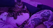 Astro joined the competition — help win amazing prizes! bed, blanket, cat, cats, cozy, cuddling, feline, fur, indoor, low_light, nighttime, paws, pet, pillow, purple_lighting, resting, sleeping, stripes, tabby_cat, whiskers