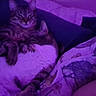bed, blanket, cat, cats, cozy, cuddling, feline, fur, indoor, low_light, nighttime, paws, pet, pillow, purple_lighting, resting, sleeping, stripes, tabby_cat, whiskers