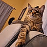 animal, cat, cozy, curtains, ears, feline, fur, home, indoor, leather_chair, mammal, paw, pet, relaxed, resting, stretching, tabby_cat, tail, whiskers, yellow_wall