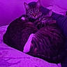 Astro joined the competition — help win amazing prizes! bed, blanket, cat, cats, cozy, cuddling, ears, fur, indoor, mood_lighting, night, pair, pet, pets, portrait, purple_lighting, resting, sleeping, tabby_cat, whiskers