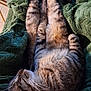 Astro joined the competition — help win amazing prizes! cat, tabby_cat, pet, sleeping, belly_up, whiskers, paws, fur, cozy, blanket, green_blanket, indoor, close_up, portrait, relaxed, nap, striped, feline, couch, home