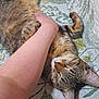 cat, tabby_cat, pet, sleeping, belly, human_arm, hand, petting, quilt, blanket, floral_pattern, indoor, paw, whiskers, ear, cozy, nap, closeup, fur, relaxed