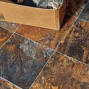 Astro is registered to the contest to win money with this photo: cat, tabby_cat, cardboard_box, sleeping, tiled_floor, tile, indoor, pet, feline, cozy, cardboard, resting, whiskers, paws, domestic_cat, home, shipping_label, marbled_floor, relaxed, box