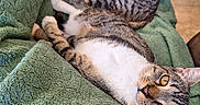 Tigris is registered to the contest to win money with this photo: awake_cat, blanket, cat, cozy, domestic_pet, fur, green_blanket, indoor, lying_down, nap_time, paws, pet, relaxed, sleeping_cat, striped_fur, tabby_cat, tile_floor, two_cats, whiskers, yellow_eyes