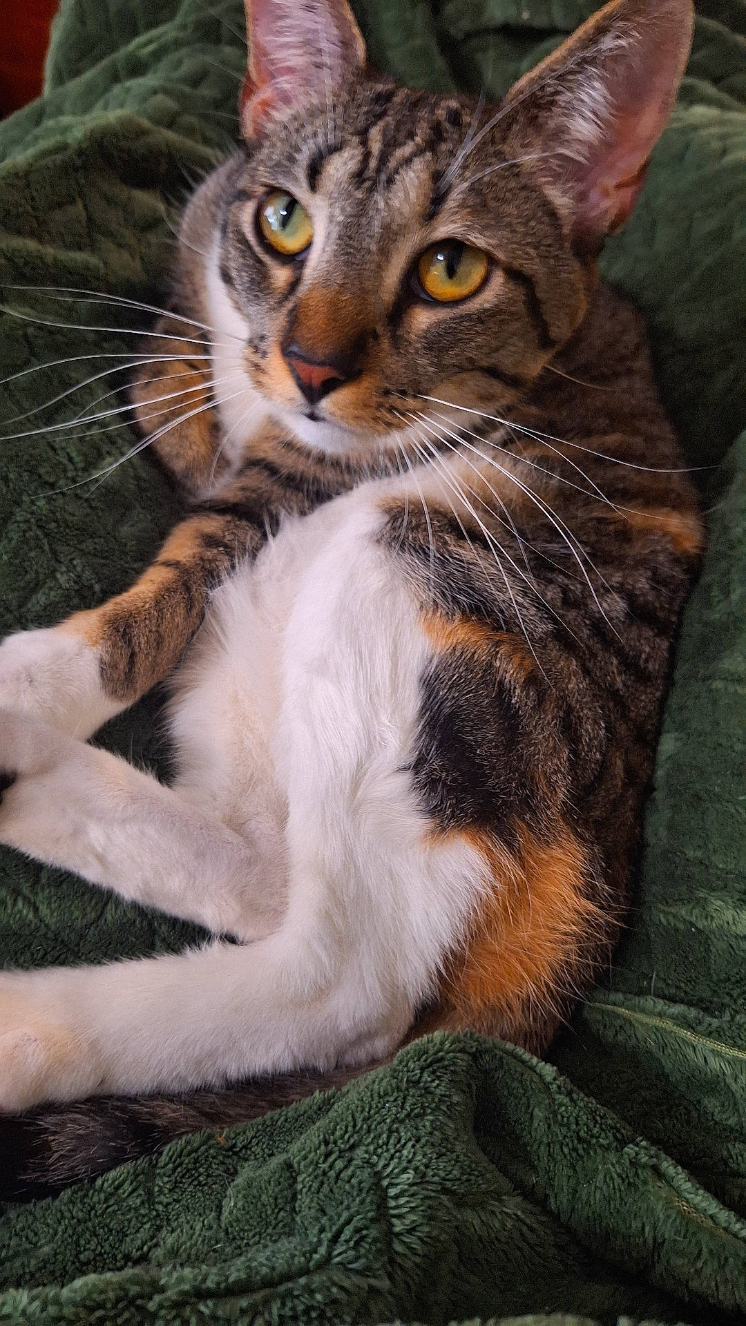 Tigris