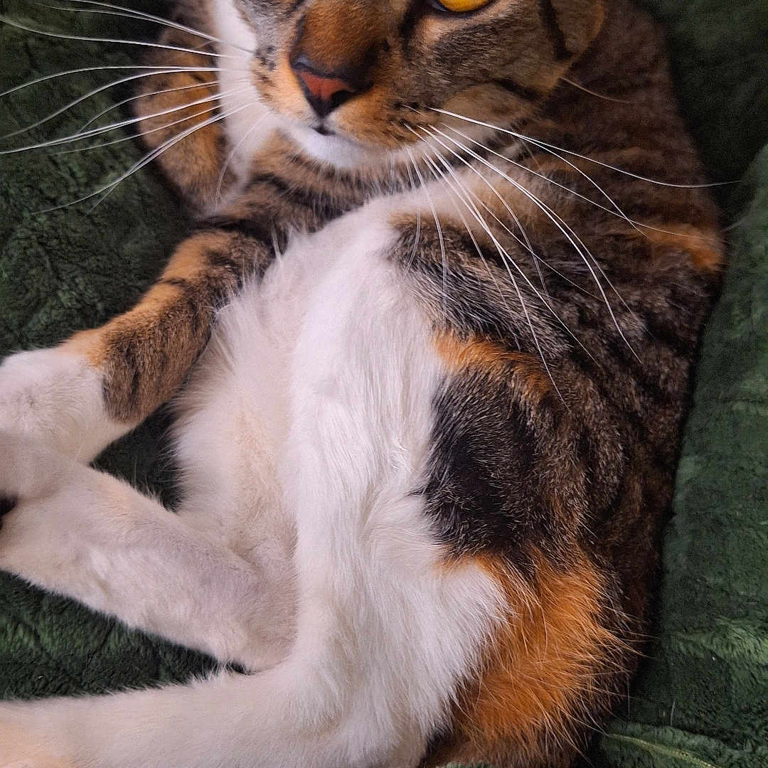 Tigris