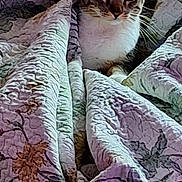 Tigris is registered to the contest to win money with this photo: bed, bedding, blanket, cat, cozy, ears, fabric, floral_pattern, home_interior, indoor, kitten, looking_at_camera, paws, plush_toy, portrait, quilt, stuffed_toy, tabby_cat, texture, whiskers
