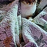 bed, bedding, blanket, cat, cozy, ears, fabric, floral_pattern, home_interior, indoor, kitten, looking_at_camera, paws, plush_toy, portrait, quilt, stuffed_toy, tabby_cat, texture, whiskers