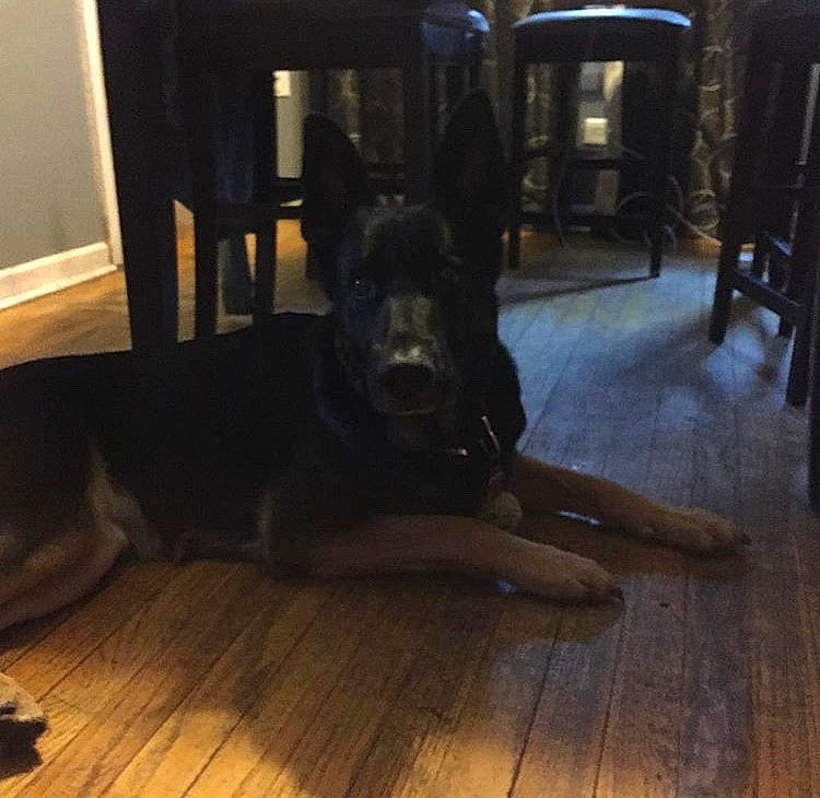 Poptart joined the competition — help win amazing prizes! canidae, carnivore, companion_dog, dobermann, dog, dog_breed, floor, flooring, german_shepherd_dog, guard_dog, hardwood, laminate_flooring, night, sky, sporting_group, tile, wood, wood_flooring