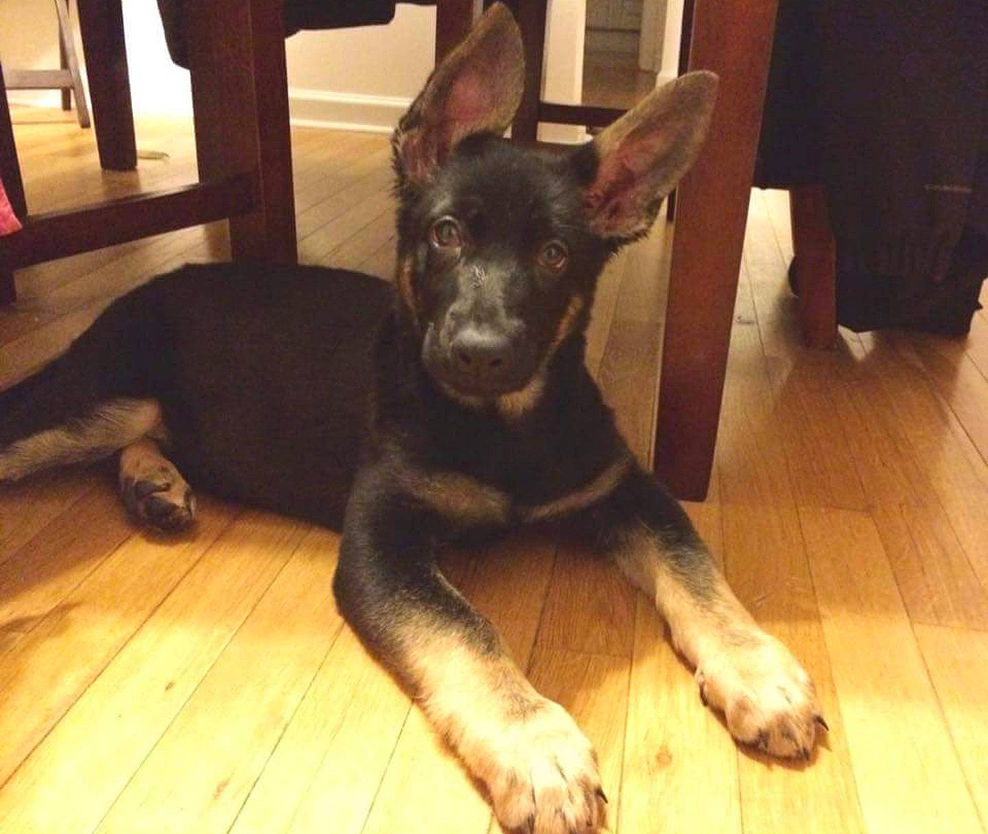 Poptart joined the competition — help win amazing prizes! australian_kelpie, canidae, carnivore, dobermann, dog, dog_breed, ear, english_toy_terrier, guard_dog, mammal, vertebrate