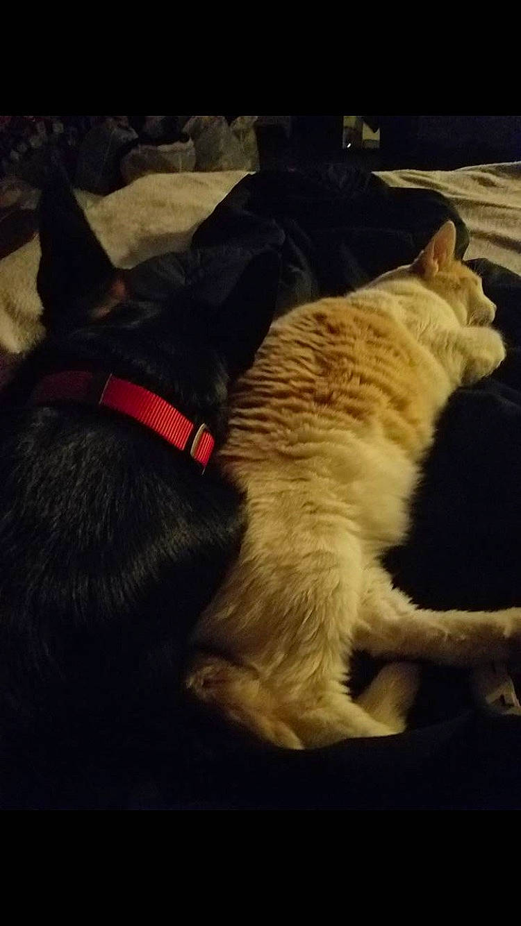 Poptart joined the competition — help win amazing prizes! black_cat, carnivore, cat, cloud, ear, felidae, fur, kitten, love, meteorological_phenomenon, nap, night, nose, paw, sky, small_to_medium_sized_cats, snout, tabby_cat, tail, whiskers