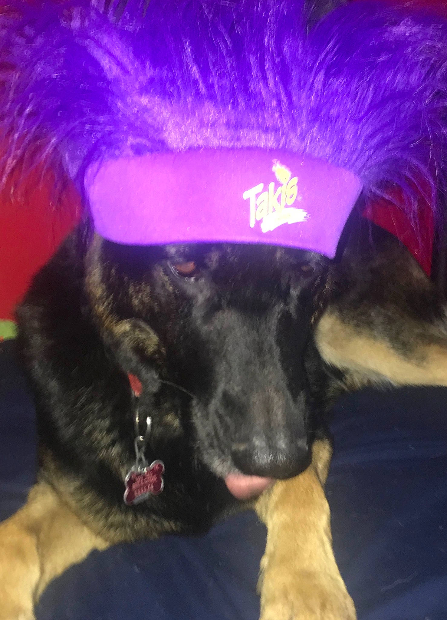 Poptart is registered to the contest to win money with this photo: canidae, carnivore, dog, dog_breed, fur, purple, snout, sporting_group