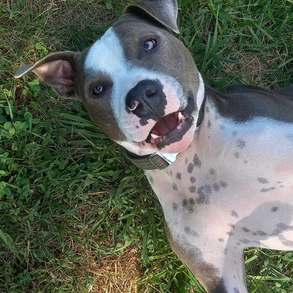 Leo is registered to the contest to win money with this photo: animal, canine, closeup, collar, daylight, dog, ears, friendly, fur, grass, happy, laying_down, nature, outdoor, pet, playful, smiling, spot_pattern, summer, tongue