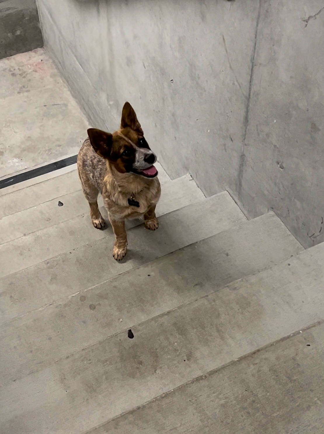 Mika joined the competition — help win amazing prizes! carnivore, companion_dog, dog, dog_breed, dog_supply, fawn, felidae, floor, flooring, grey, leash, pet_supply, road_surface, sidewalk, small_to_medium_sized_cats, snout, tail, whiskers, wood, working_animal