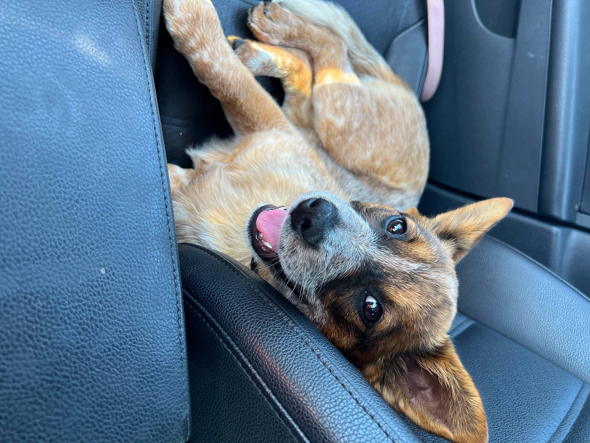 Mika joined the competition — help win amazing prizes! canidae, carnivore, claw, collar, comfort, companion_dog, dog, dog_breed, ear, electric_blue, fawn, fur, jaw, paw, puppy, snout, sporting_group, vehicle_door, whiskers, working_animal