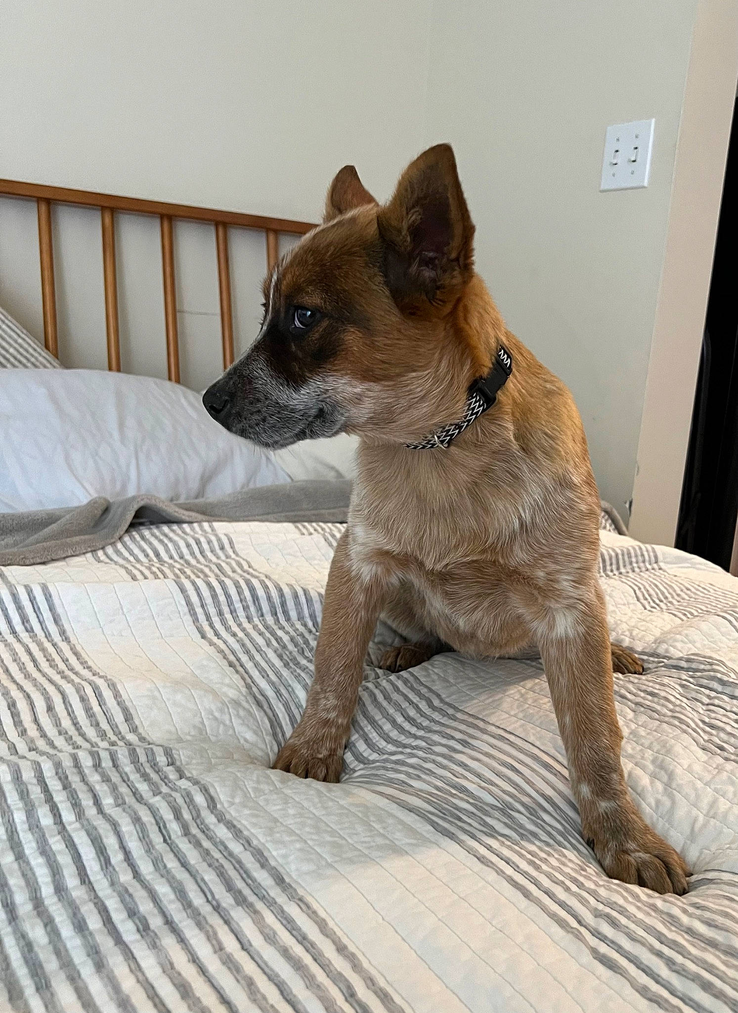 Mika is registered to the contest to win money with this photo: canidae, carnivore, collar, comfort, companion_dog, dog, dog_breed, dog_collar, dog_supply, fawn, flooring, fur, liver, snout, sporting_group, tail, terrestrial_animal, whiskers, wood, working_animal