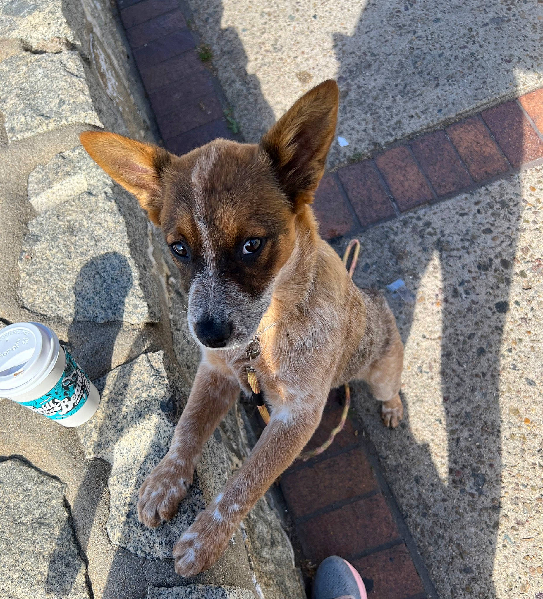 Mika is registered to the contest to win money with this photo: blue, canidae, carnivore, companion_dog, dog, dog_breed, eye, fawn, foot, fur, road_surface, snout, sock, soil, sporting_group, terrestrial_animal, toy_dog, walking_shoe, whiskers, working_animal