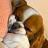 Aiko a rejoint le concours — aidez-le/la à gagner de superbes lots ! dog, sleeping, snuggling, closeup, brown, white, fur, nose, ears, cozy, indoor, pet, companion, cute, resting, soft, cuddling, animal, relaxed, portrait