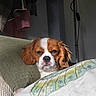dog, cavalier_king_charles_spaniel, pet, indoor, cushion, pillow, blanket, resting, sleepy, brown_and_white, fur, face, ears, nose, cozy, home, furniture, relaxed, expression, portrait