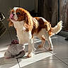 dog, cavalier_king_charles_spaniel, pet, indoor, sunlight, tile_floor, toy, stuffed_animal, brown_and_white, tongue_out, fur, ears, tail, shadow, window, curtain, playful, cute, animal, domestic