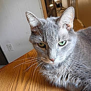 Erica Moa joined the competition — help win amazing prizes! animal, cat, close_up, domestic_animal, ears, face, feline, fur, gray_cat, green_eyes, home, indoor, looking, mammal, pet, relaxed, resting, table, whiskers, wooden_table