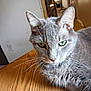 animal, cat, close_up, domestic_animal, ears, face, feline, fur, gray_cat, green_eyes, home, indoor, looking, mammal, pet, relaxed, resting, table, whiskers, wooden_table