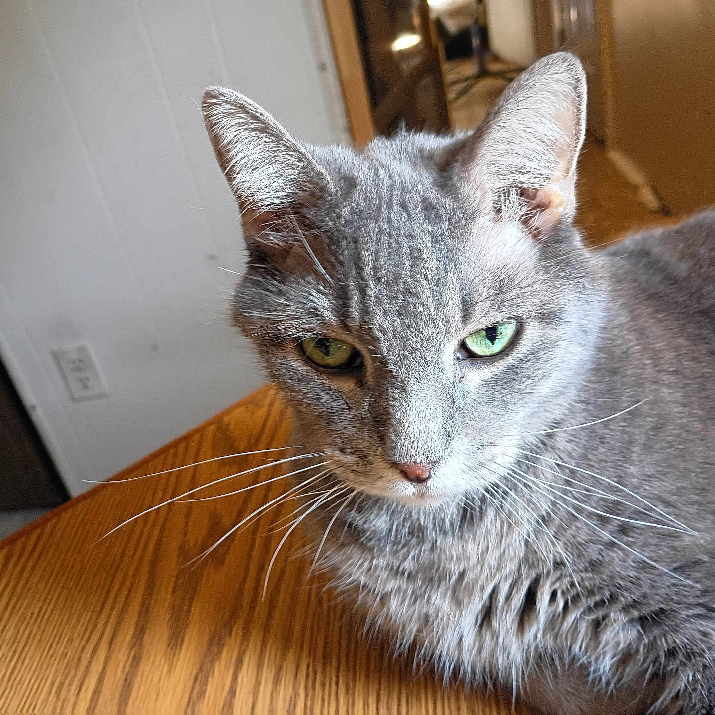 Erica Moa joined the competition — help win amazing prizes! animal, cat, close_up, domestic_animal, ears, face, feline, fur, gray_cat, green_eyes, home, indoor, looking, mammal, pet, relaxed, resting, table, whiskers, wooden_table