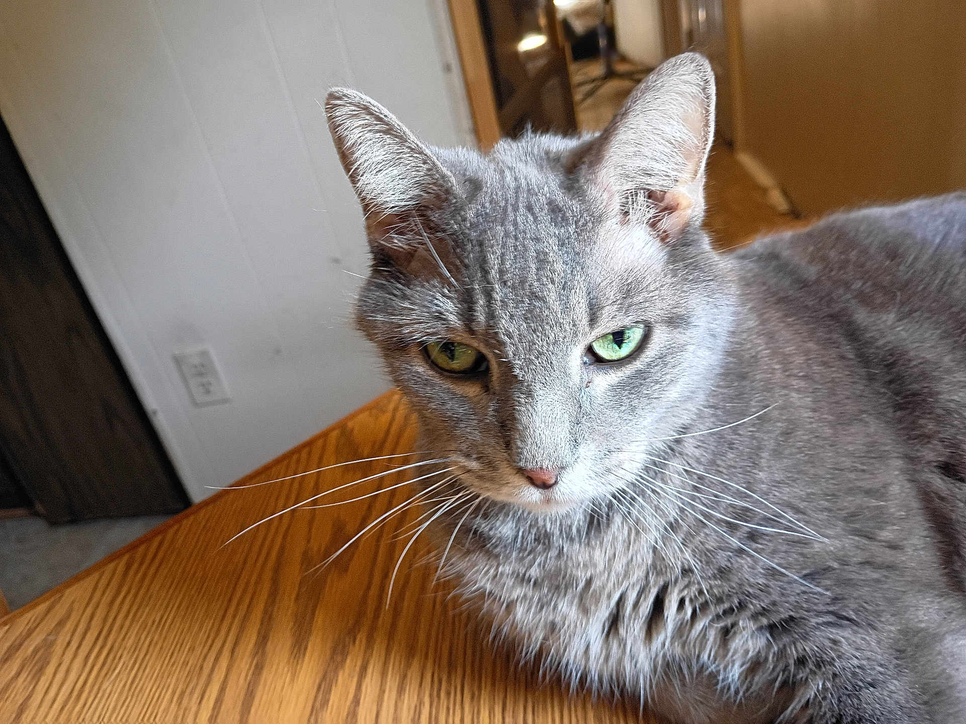 Erica Moa joined the competition — help win amazing prizes! animal, cat, close_up, domestic_animal, ears, face, feline, fur, gray_cat, green_eyes, home, indoor, looking, mammal, pet, relaxed, resting, table, whiskers, wooden_table