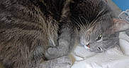 Erica Moa joined the competition — help win amazing prizes! animal, bed, cat, close_up, cozy, curled_up, ears, furry, gray_cat, green_eye, indoors, lying_down, paws, pet, portrait, relaxed, sleeping, tabby, whiskers, white_bedding