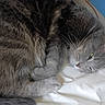 cat, tabby, gray_cat, furry, sleeping, lying_down, curled_up, paws, whiskers, ears, green_eye, pet, animal, bed, white_bedding, indoors, close_up, cozy, relaxed, portrait
