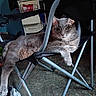 cat, gray_cat, feline, pet, animal, chair, folding_chair, sitting, relaxed, portrait, whiskers, green_eyes, indoor, home, furniture, clutter, floor, gray_fur, long_body, funny_pose