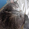 cat, gray_cat, sleeping, sleepy, curled_up, fur, whiskers, ears, eyes, nose, tail, paws, bed, bedding, pillow, bedroom, indoor, cozy, relaxed, closeup