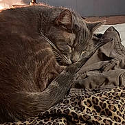 Erica Moa joined the competition — help win amazing prizes! bed, blanket, cat, cozy, curled_up, ears, furry, gray_cat, home, indoor, leopard_print, nap, pet, portrait, relaxed, sleeping, sleepy, tail, warm_lighting, whiskers