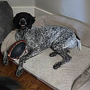 Whiskey River joined the competition — help win amazing prizes! dog, indoor, dog_bed, toy, football, chewed_toy, spotted_dog, lying_down, wood_floor, pet, animal, comfortable, resting, paw, canine, smiling, cozy, home, domestic, fur