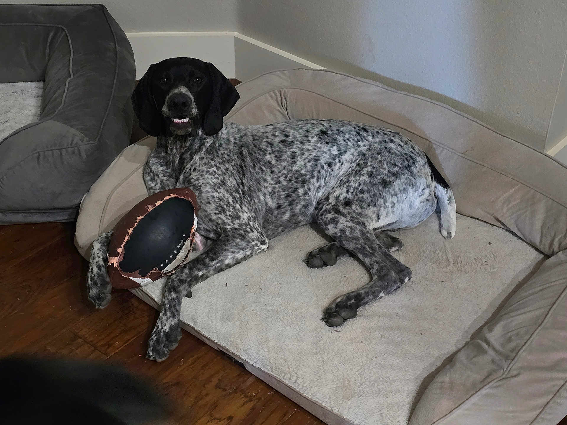 Whiskey River joined the competition — help win amazing prizes! dog, indoor, dog_bed, toy, football, chewed_toy, spotted_dog, lying_down, wood_floor, pet, animal, comfortable, resting, paw, canine, smiling, cozy, home, domestic, fur