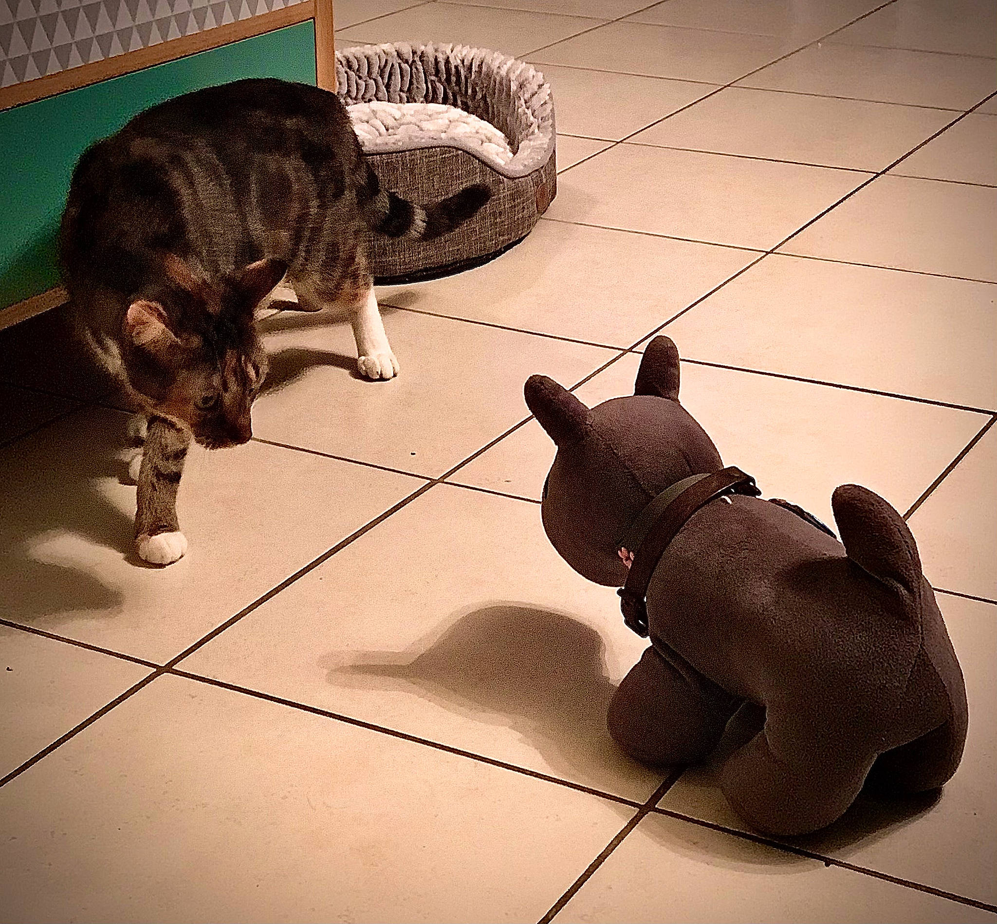 Brioche participe au concours pour gagner de l'argent avec cette photo : automotive_tire, carnivore, cat, dog_breed, domestic_short_haired_cat, felidae, floor, flooring, metal, organism, paw, shadow, small_to_medium_sized_cats, snout, sporting_group, tail, terrestrial_animal, toy, whiskers, working_animal
