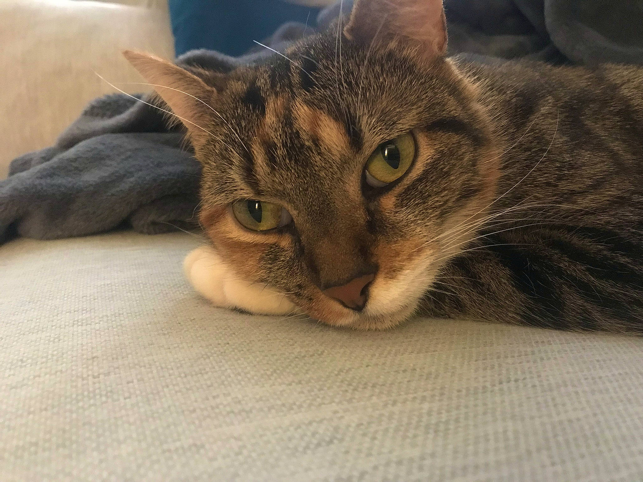 Brioche a rejoint le concours — aidez-le/la à gagner de superbes lots ! carnivore, cat, claw, comfort, domestic_short_haired_cat, eye, fawn, felidae, fur, head, nap, paw, sitting, small_to_medium_sized_cats, snout, tail, terrestrial_animal, whiskers, wildlife, window