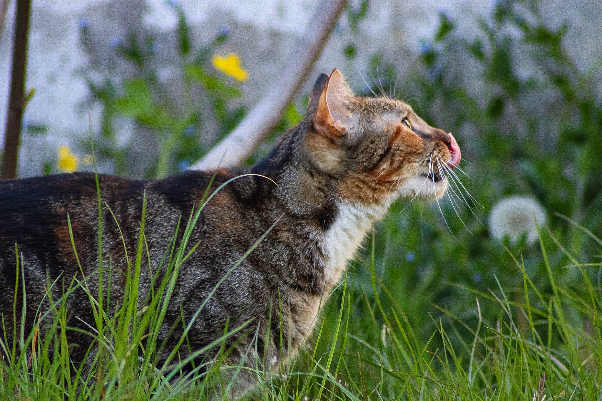 Brioche a rejoint le concours — aidez-le/la à gagner de superbes lots ! carnivore, cat, domestic_short_haired_cat, fawn, felidae, fur, grass, grassland, plant, sitting, small_to_medium_sized_cats, snout, tail, terrestrial_animal, tree, whiskers, wildlife, yawn