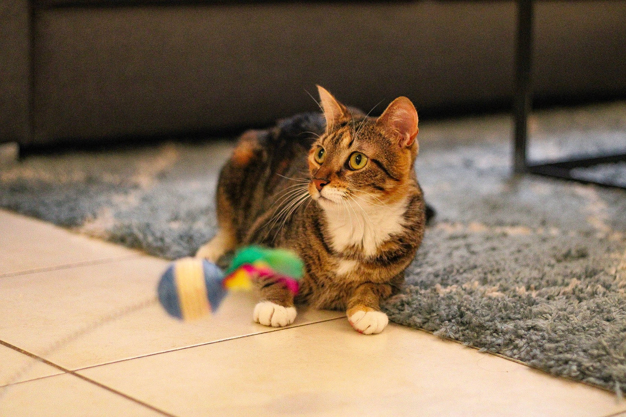 Brioche participe au concours pour gagner de l'argent avec cette photo : carnivore, cat, cat_toy, claw, domestic_short_haired_cat, felidae, flooring, foot, fur, hardwood, paw, road_surface, sitting, small_to_medium_sized_cats, snout, tail, tree, whiskers, wood, wood_flooring