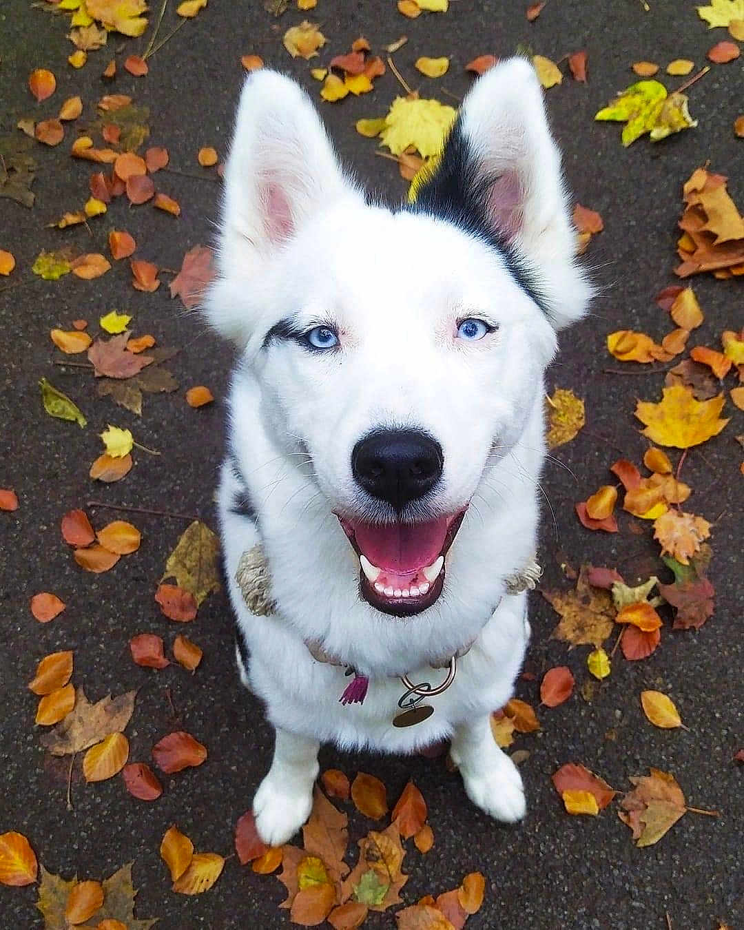 Pakoï