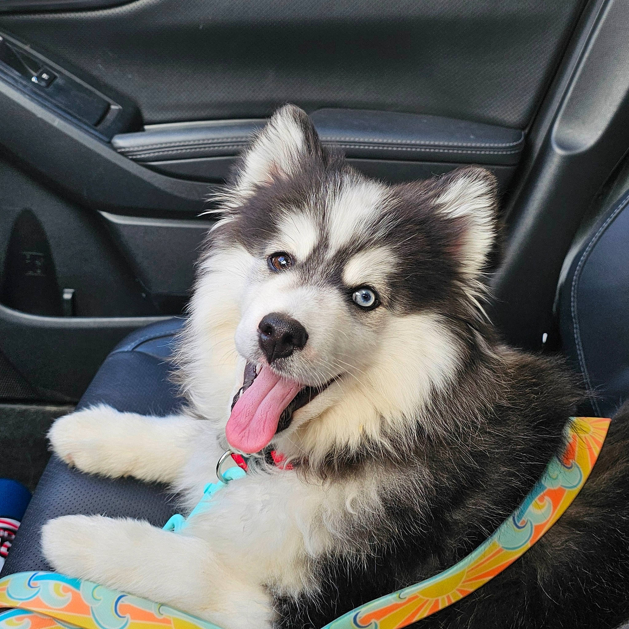 Earl joined the competition — help win amazing prizes! auto_part, automotive_design, automotive_tire, car, carnivore, collar, companion_dog, dog, dog_breed, dog_supply, electric_blue, fashion_accessory, fur, hood, sled_dog, smile, snout, sporting_group, whiskers, windshield