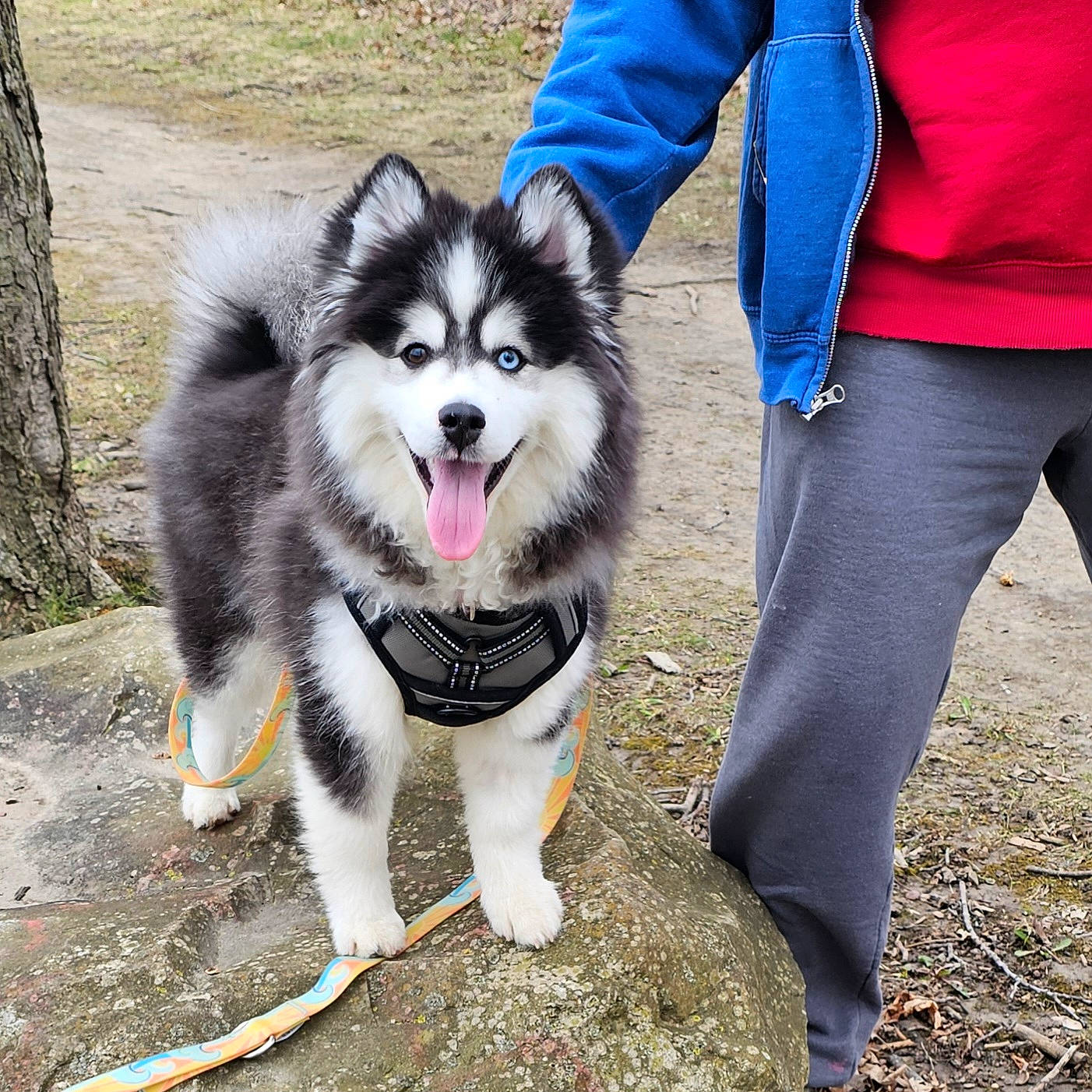 Earl is registered to the contest to win money with this photo: canidae, carnivore, collar, companion_dog, dog, dog_breed, electric_blue, foot, fur, grass, happy, herding_dog, leash, non_sporting_group, plant, siberian_husky, sled_dog, sporting_group, tree, working_dog
