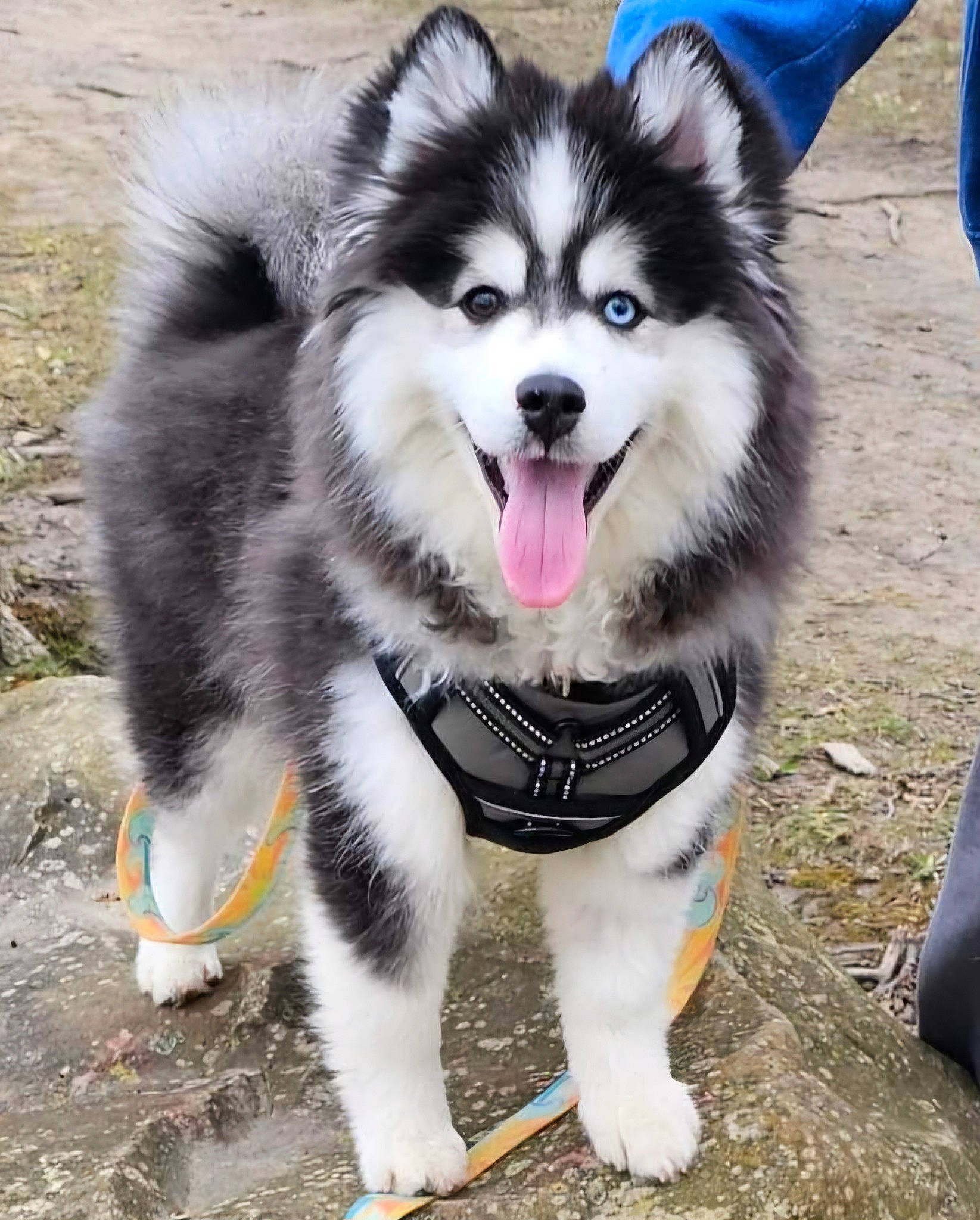 Earl is registered to the contest to win money with this photo: ancient_dog_breeds, blue, canidae, carnivore, collar, companion_dog, dog, dog_breed, foot, fur, grass, non_sporting_group, sled_dog, smile, snout, sporting_group, tail, whiskers, working_animal, working_dog